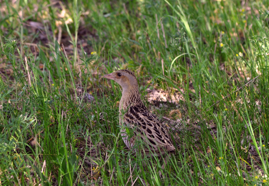 18Corncrake-is-a-difficult-species-to-see-but-during-the-night-from-May-to-June-you-can-hear-their-distinctive-call
