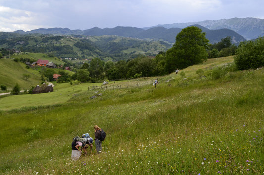 19Biologists-collecting-butterflies-in-Piatra-Craiului-National-Park1