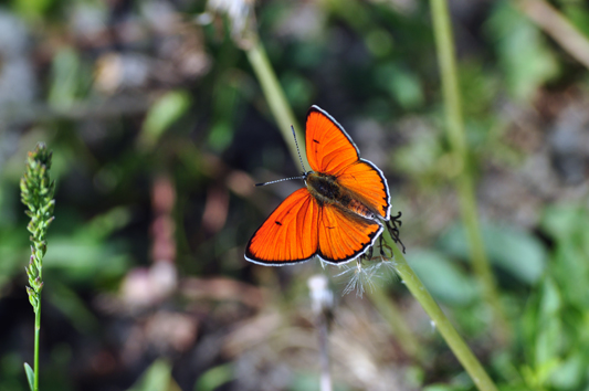 24Large-Copper-Lycaena-dispar-is-protected-by-international-conventions