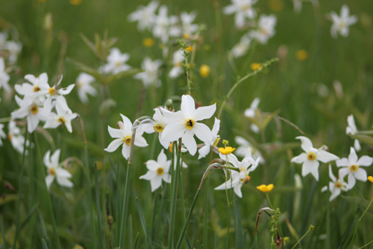 32Narcissus-meadow