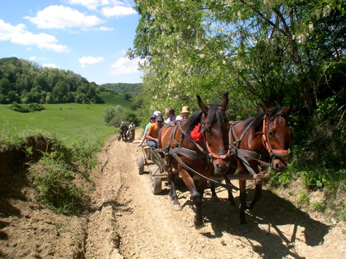 Horse-and-cart-ride-to-Nou-Sasesc-village